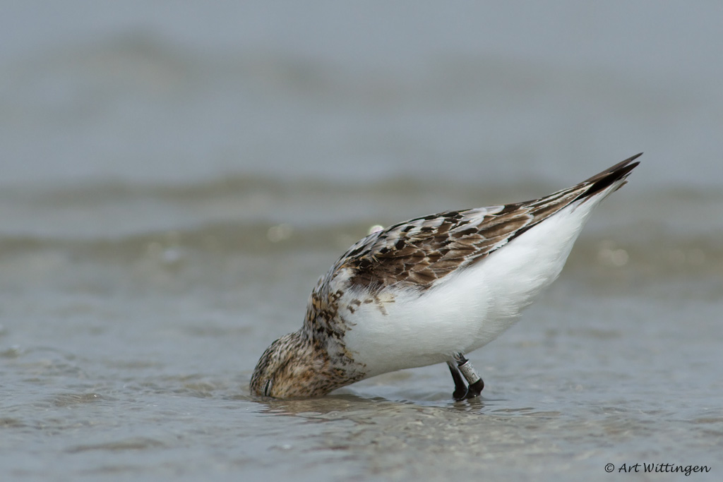 Calidris Alba / Drieteenstrandloper / Sanderling