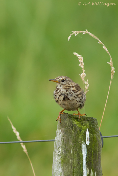 Anthus Pratensis / Graspieper / Meadow pipit