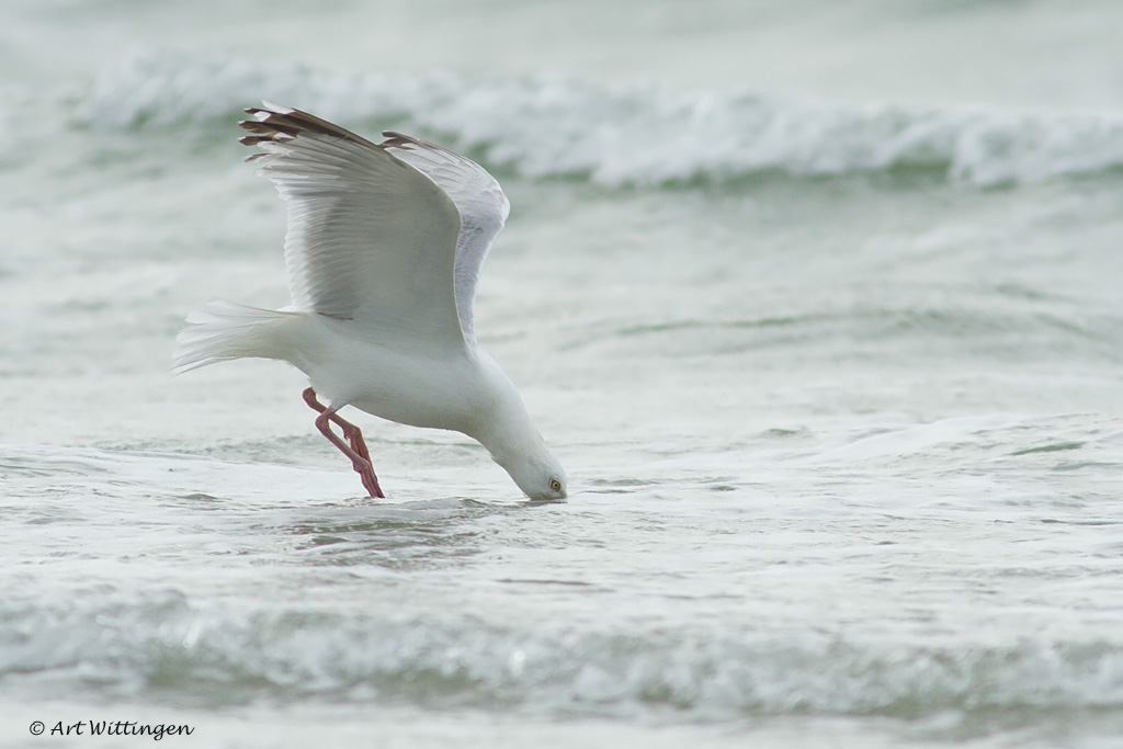 Larus Argentatus / Zilvermeeuw / European Herring Gull