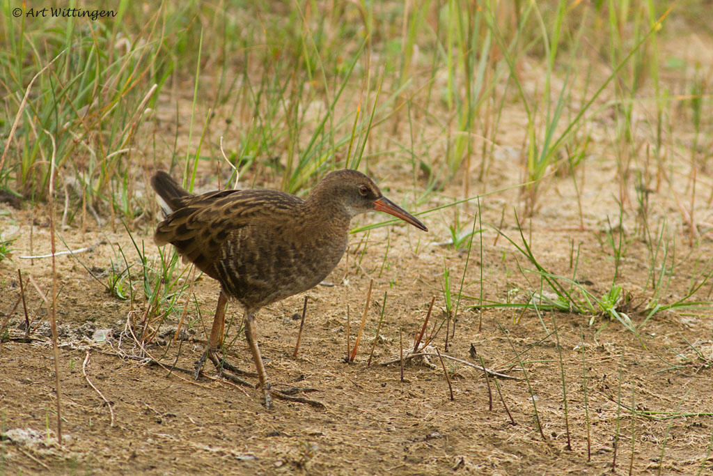 Rallus aquaticus / Waterral / Water rail