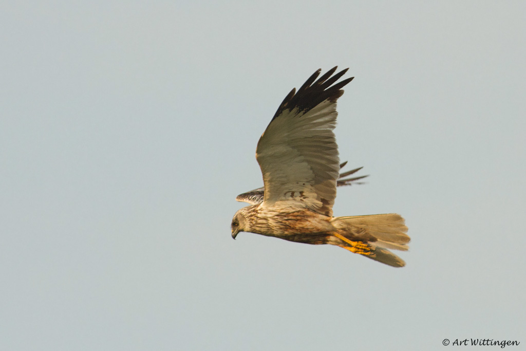 Circus Aeruginosus / Bruine Kiekendief / Western Marsh Harrier