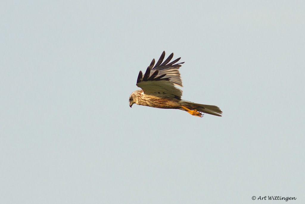 Circus Aeruginosus / Bruine Kiekendief / Western Marsh Harrier