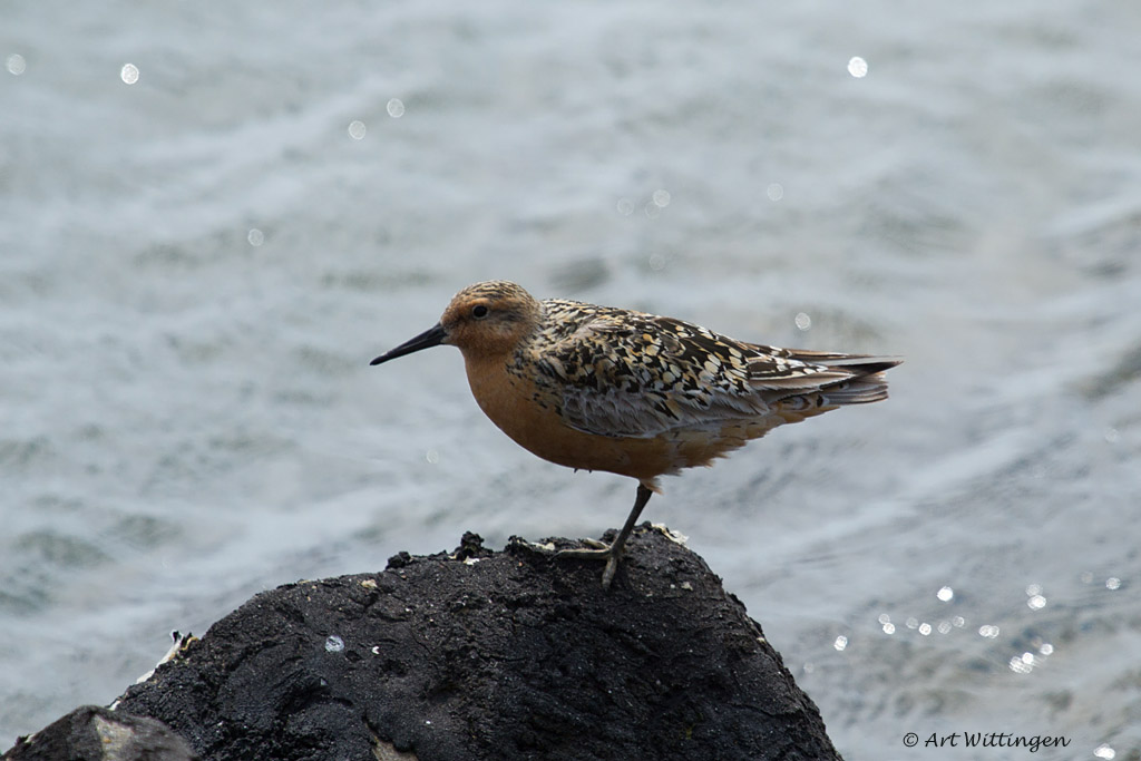 Calidris Canutus / Kanoet / Red knot