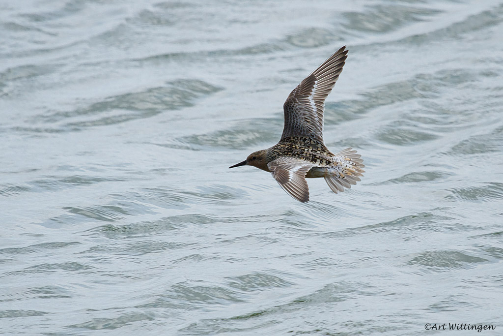 Calidris Canutus / Kanoet / Red knot