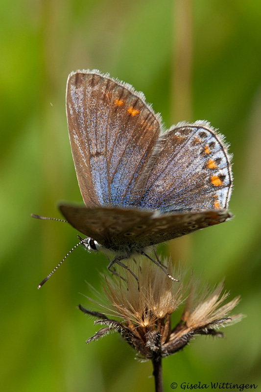 Icarusblauwtje / Common Blue / Polyommatus icarus