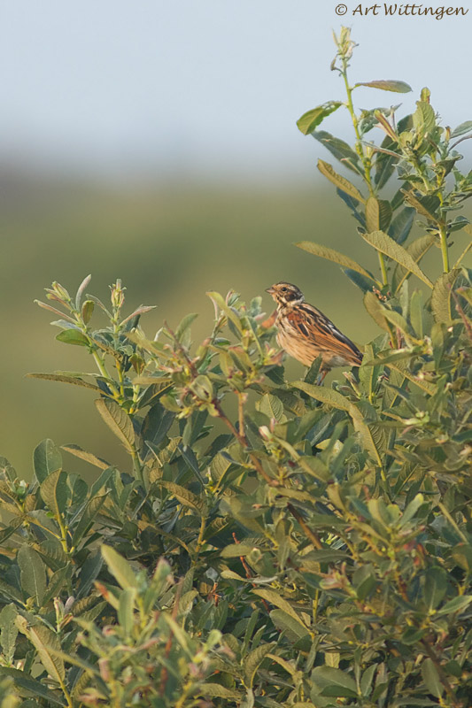 Emberiza schoeniclus / Rietgors / Common Reed Bunting