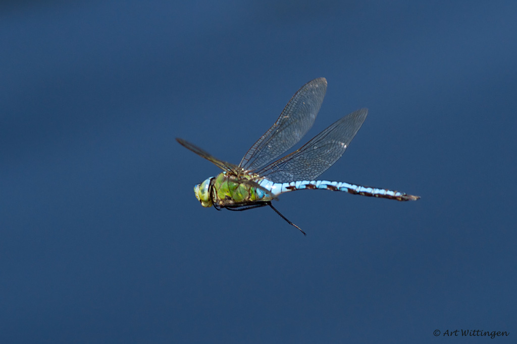 Anax imperator /  Grote Keizerlibel / Emperor Dragonfly