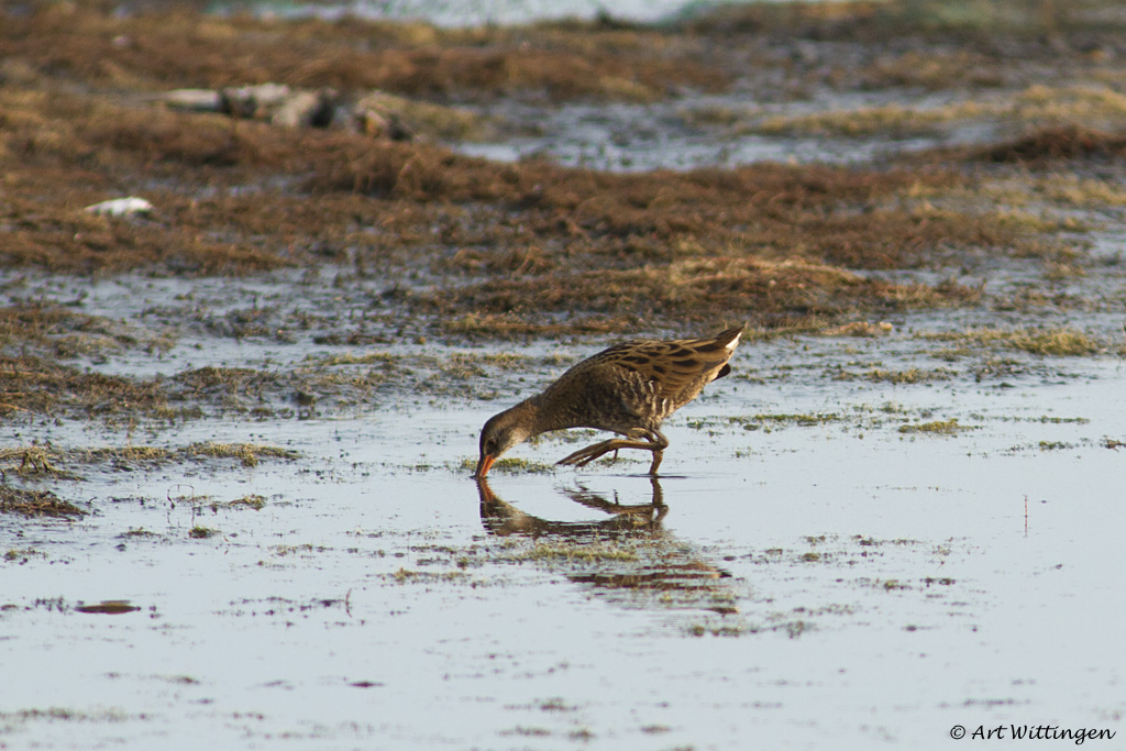 Rallus aquaticus / Waterral / Water rail