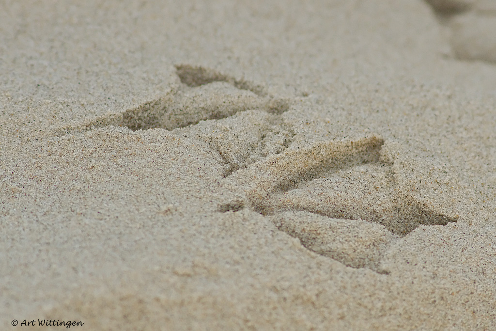 Footprints