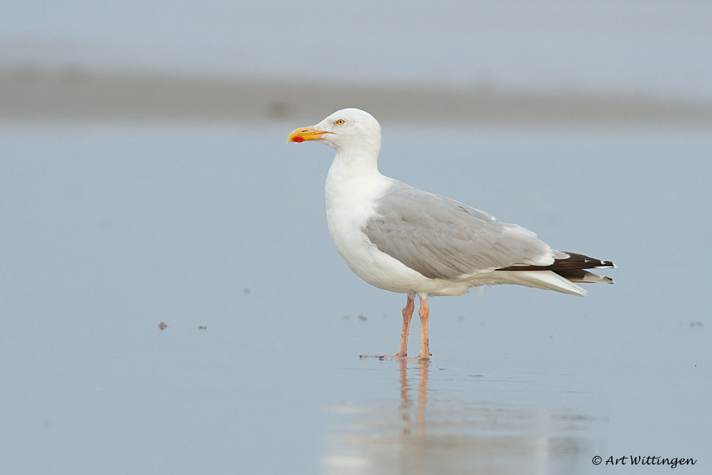 Larus Argentatus / Zilvermeeuw / European Herring Gull