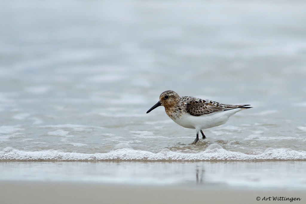Calidris Alba / Drieteenstrandloper / Sanderling