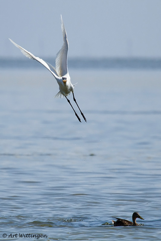 Platalea Leucorodia / Lepelaar / Eurasian Spoonbill