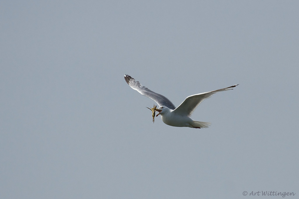 Larus Argentatus / Zilvermeeuw / European Herring Gull