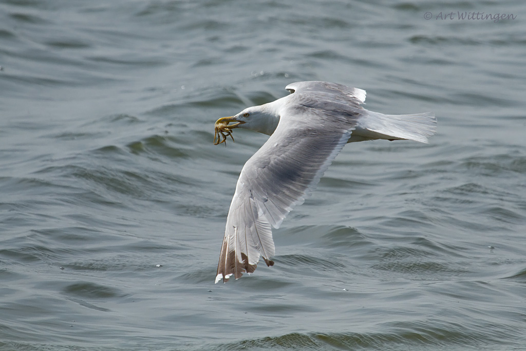 Larus Argentatus / Zilvermeeuw / European Herring Gull