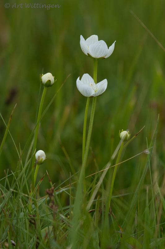 Parnassia palustris / Parnassia