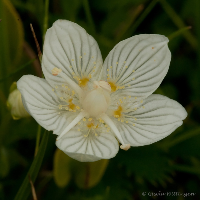 Parnassia palustris / Parnassia
