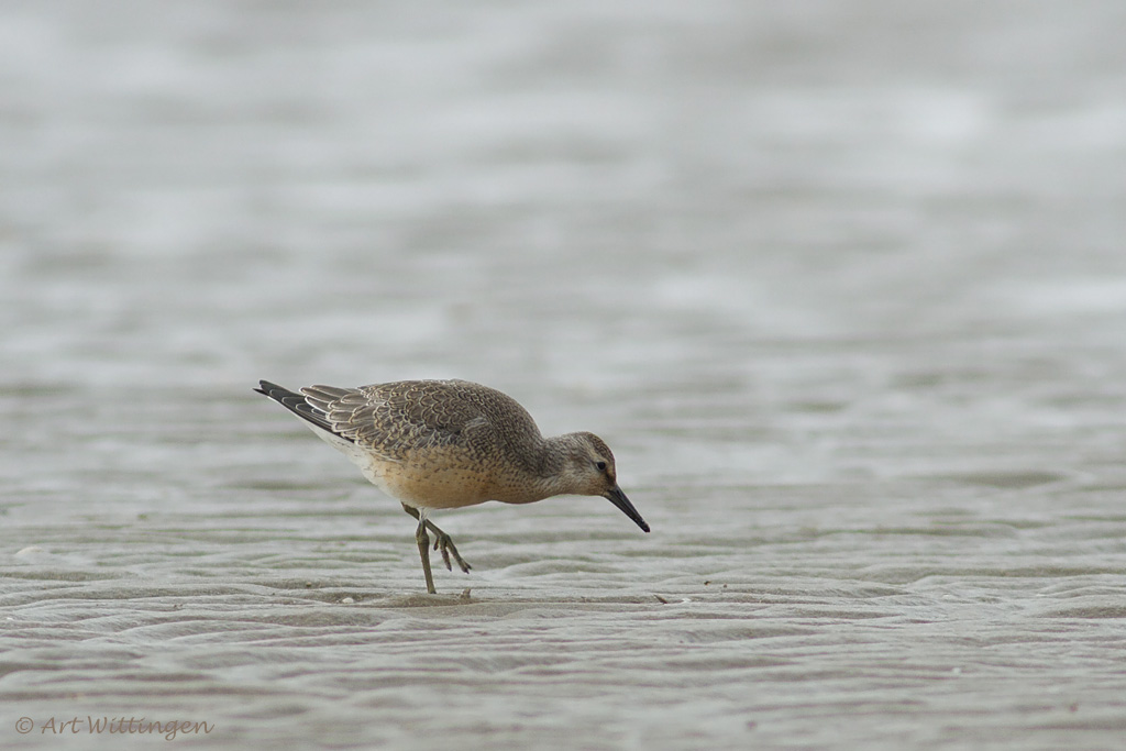 Calidris Canutus / Kanoet / Red knot