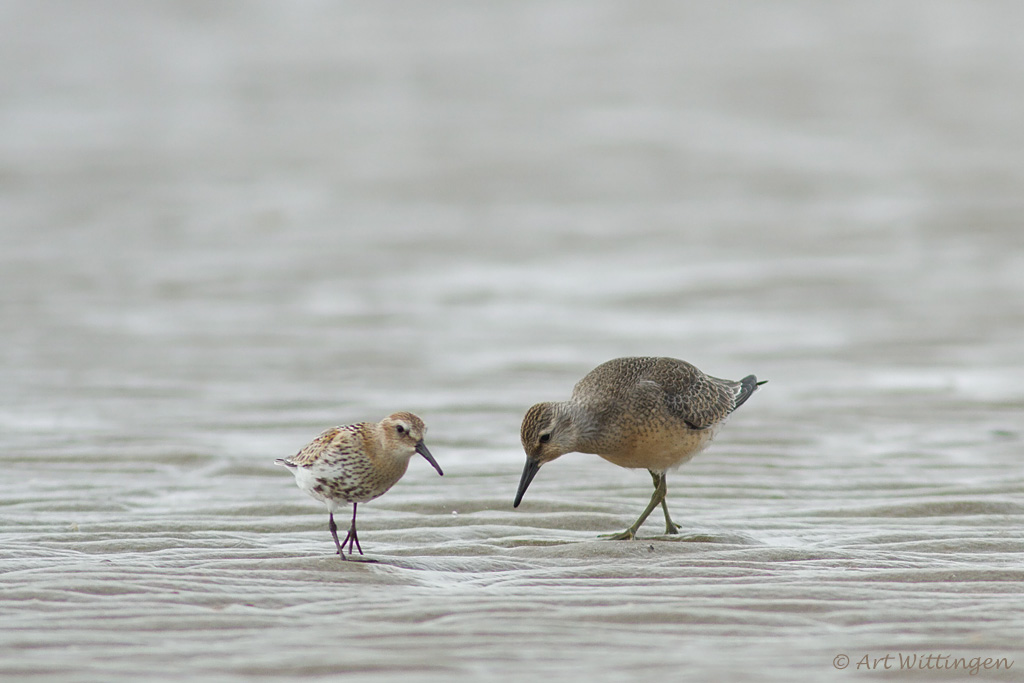 Calidris Canutus / Kanoet / Red knot
