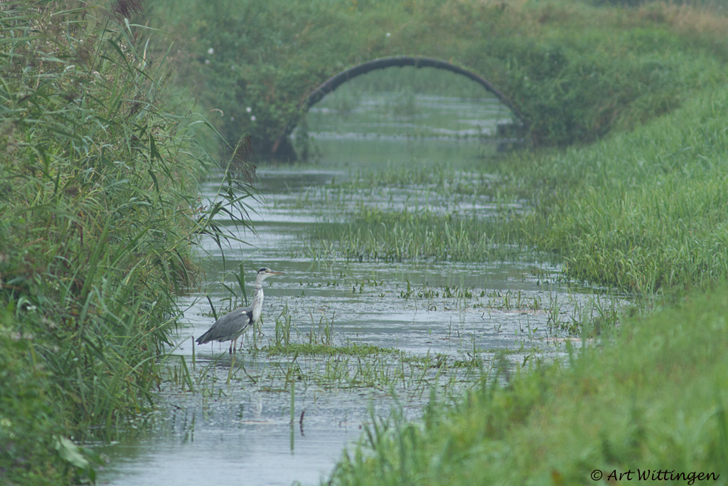 Ardea Cinerea / Blauwe Reiger / Grey Heron