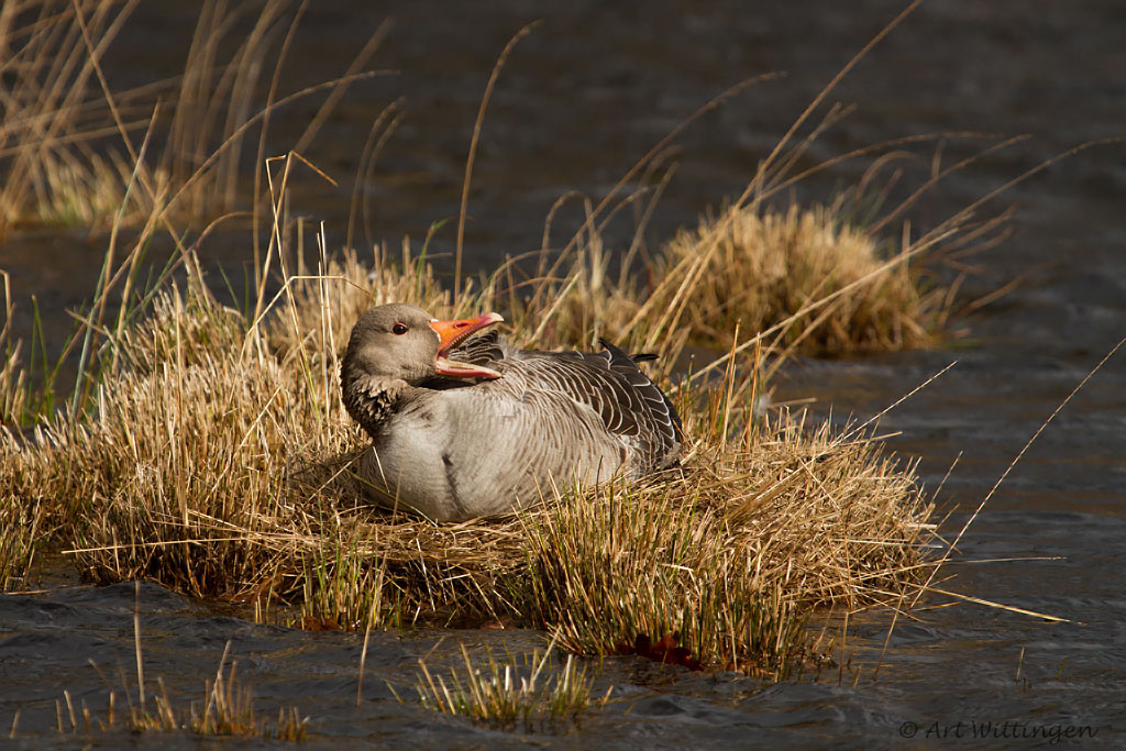 Anser anser / Grauwe gans / Greylag Goose