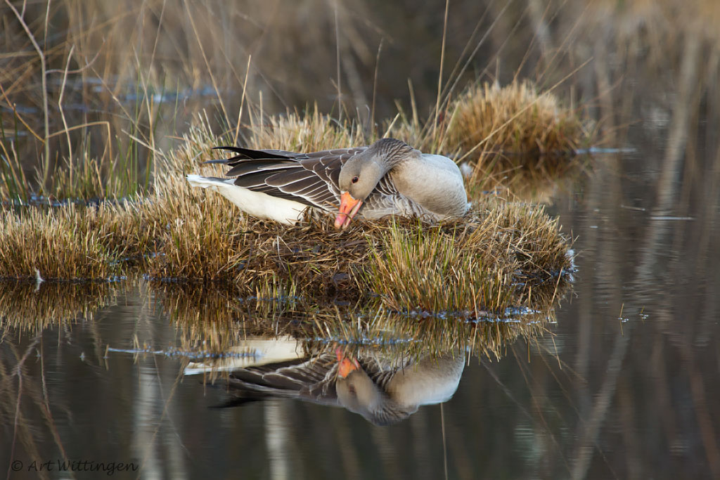 Anser anser / Grauwe gans / Greylag Goose