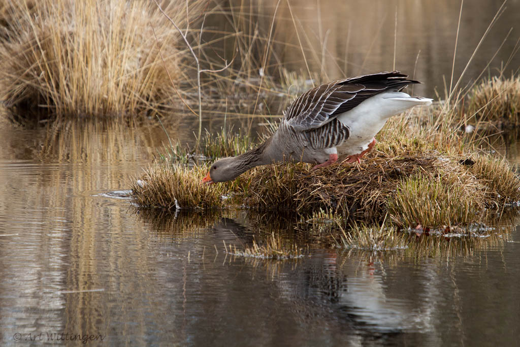 Anser anser / Grauwe gans / Greylag Goose