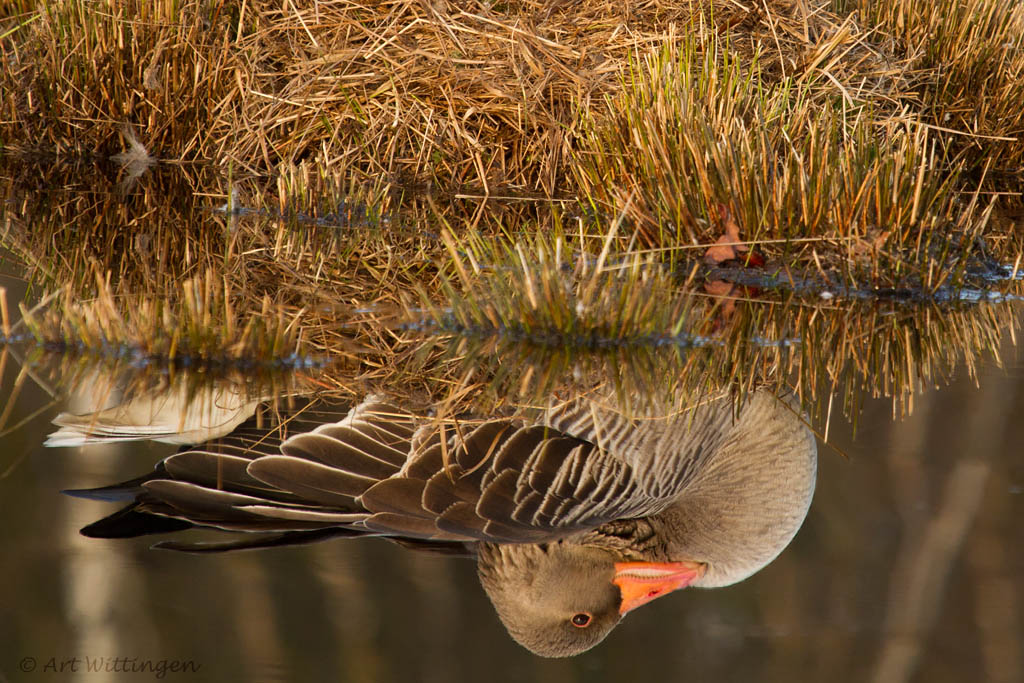 Anser anser / Grauwe gans / Greylag Goose