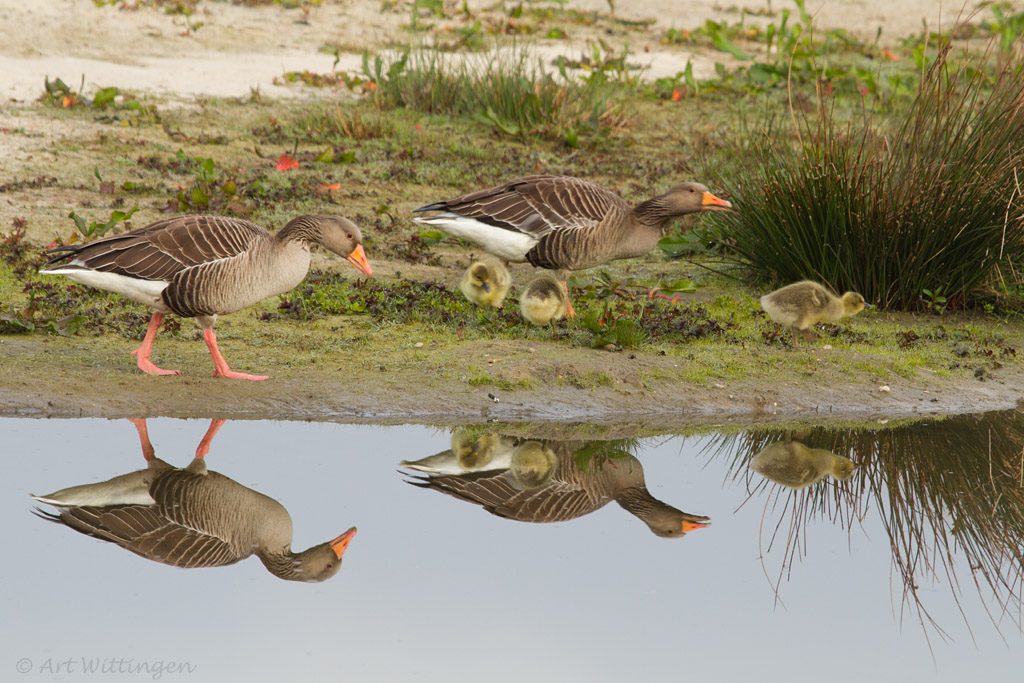 Anser anser / Grauwe gans / Greylag Goose