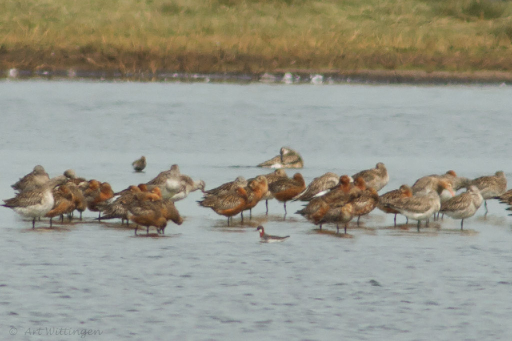 Phalaropus lobatus  / Grauwe Franjepoot / Red-necked phalarope