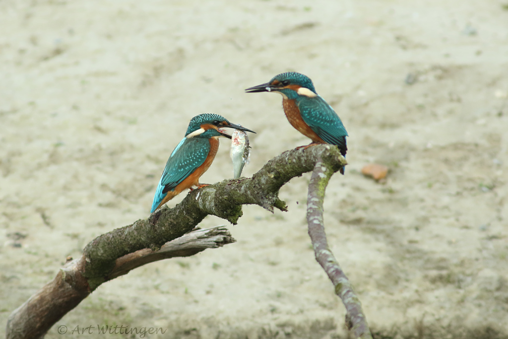 Alcedo atthis / IJsvogel / Kingfisher