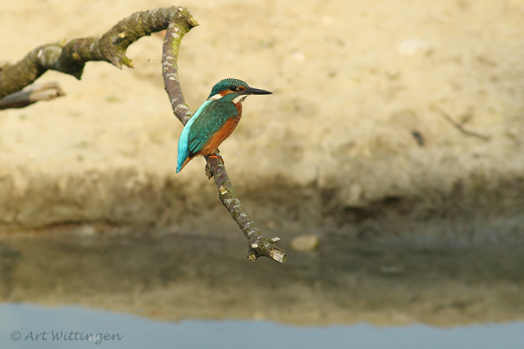 Alcedo atthis / IJsvogel / Kingfisher