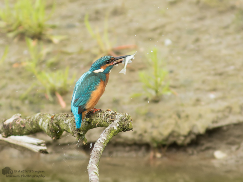 Alcedo atthis / IJsvogel / Kingfisher