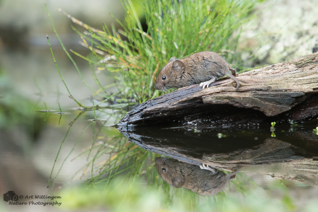 Myodes glareolus / Rosse Woelmuis / Bank Vole