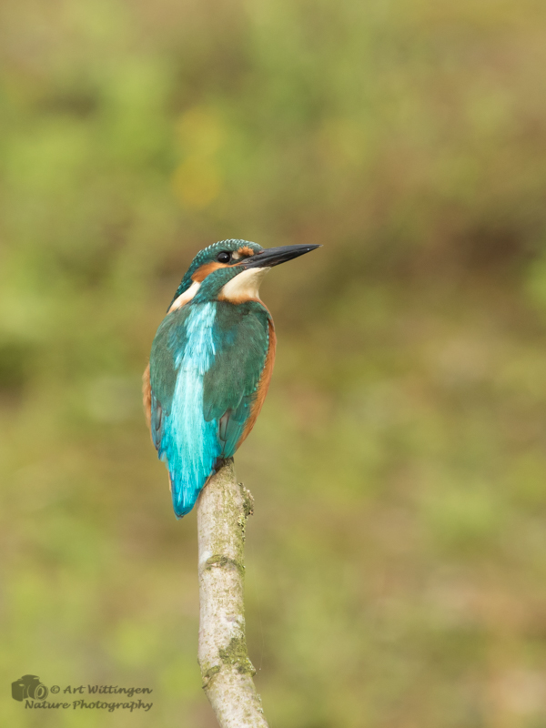 Alcedo atthis / IJsvogel / Kingfisher