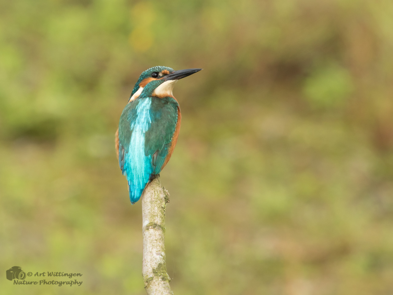 Alcedo atthis / IJsvogel / Kingfisher