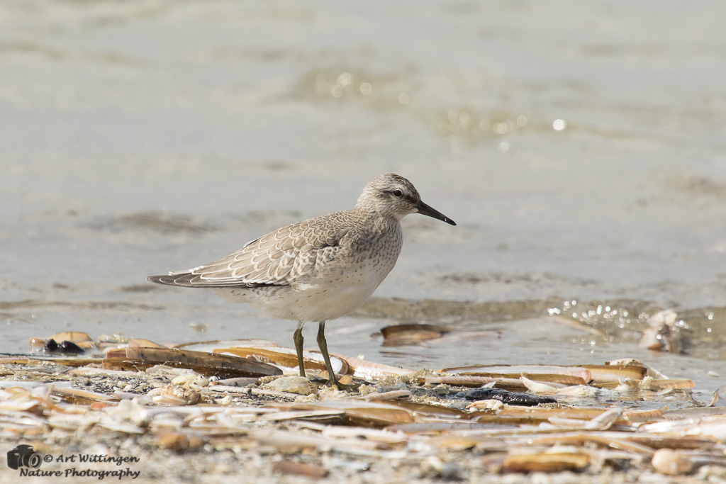 Calidris Canutus / Kanoet / Red knot