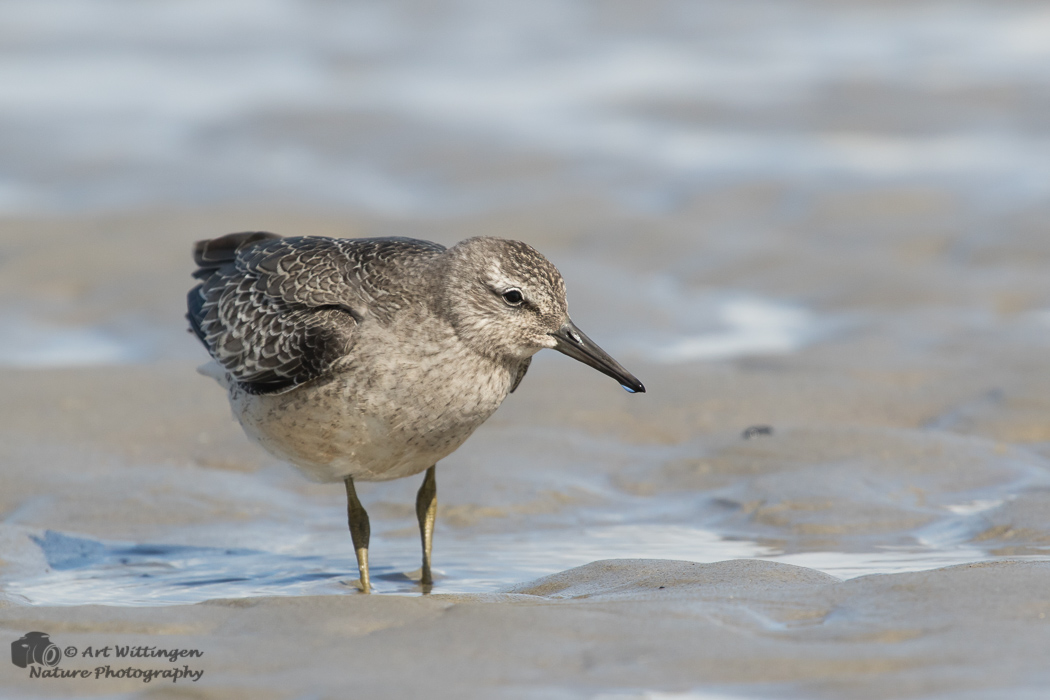 Calidris Canutus / Kanoet / Red knot