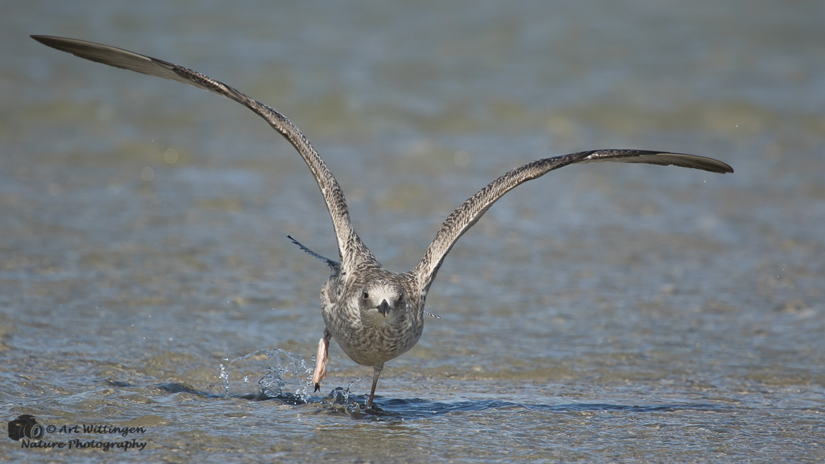 Larus Argentatus / Zilvermeeuw / European Herring Gull