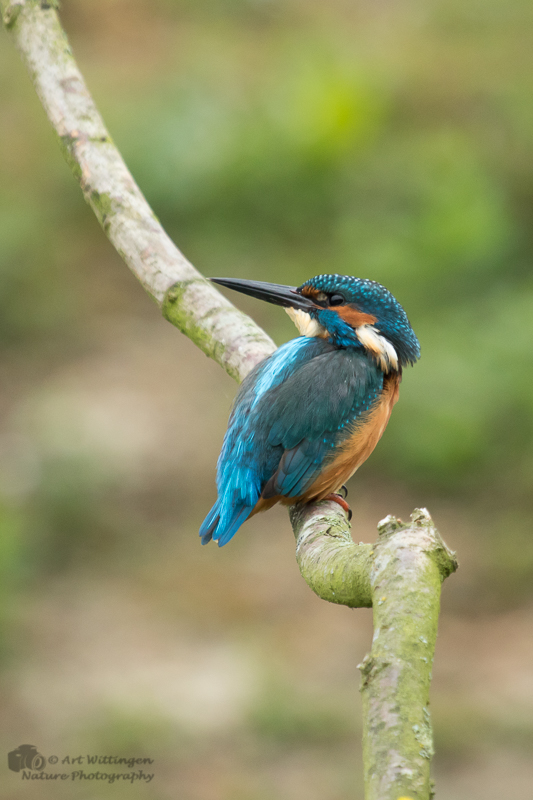 Alcedo atthis / IJsvogel / Kingfisher