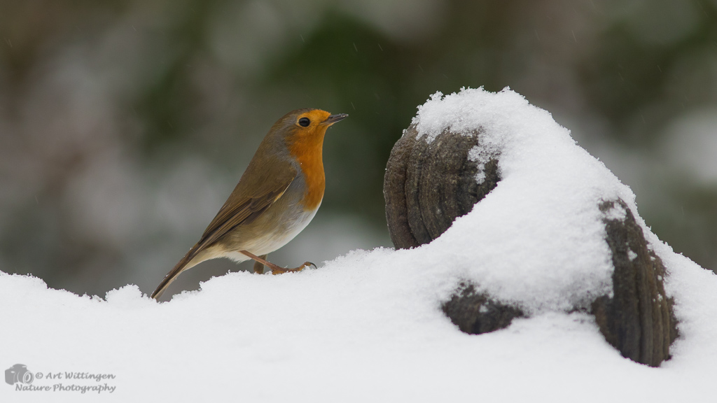 Erithacus rubecula / Roodborst / European Robin