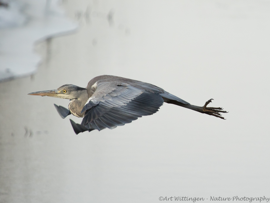 Ardea Cinerea / Blauwe Reiger / Grey Heron