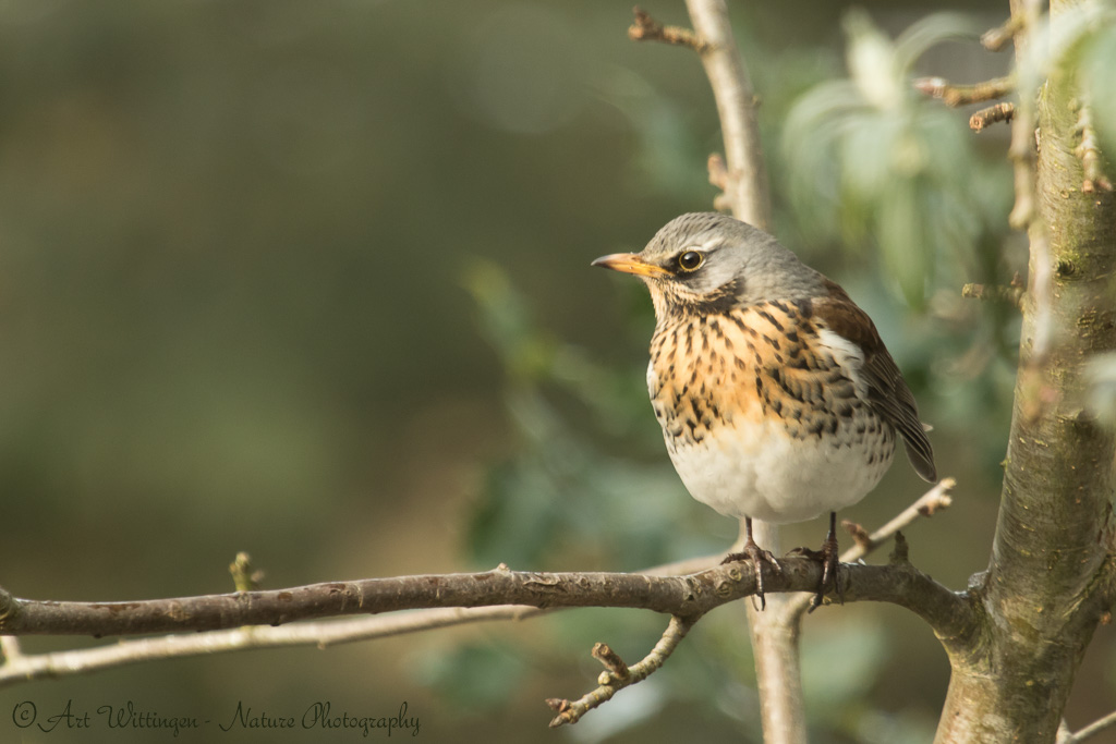 Turdus pilaris / Kramsvogel / Fieldfare