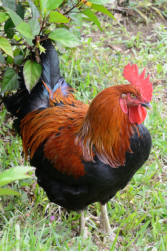 rooster-66080.jpg