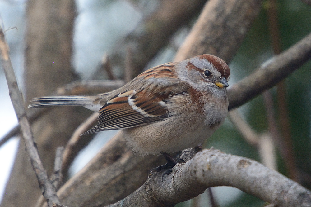 sparrow-0166.jpg