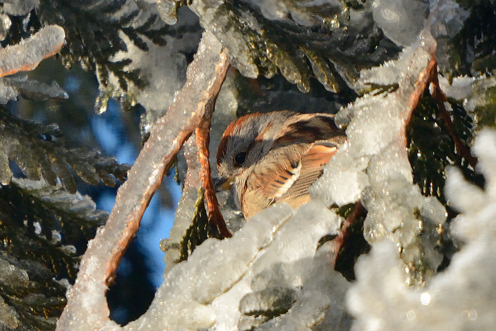 tree-sparrow-40585.jpg