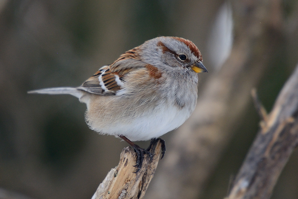 tree-sparrow-40825.jpg