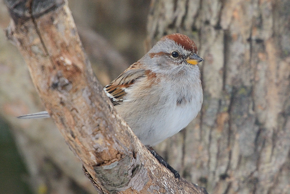 tree-sparrow-40878.jpg