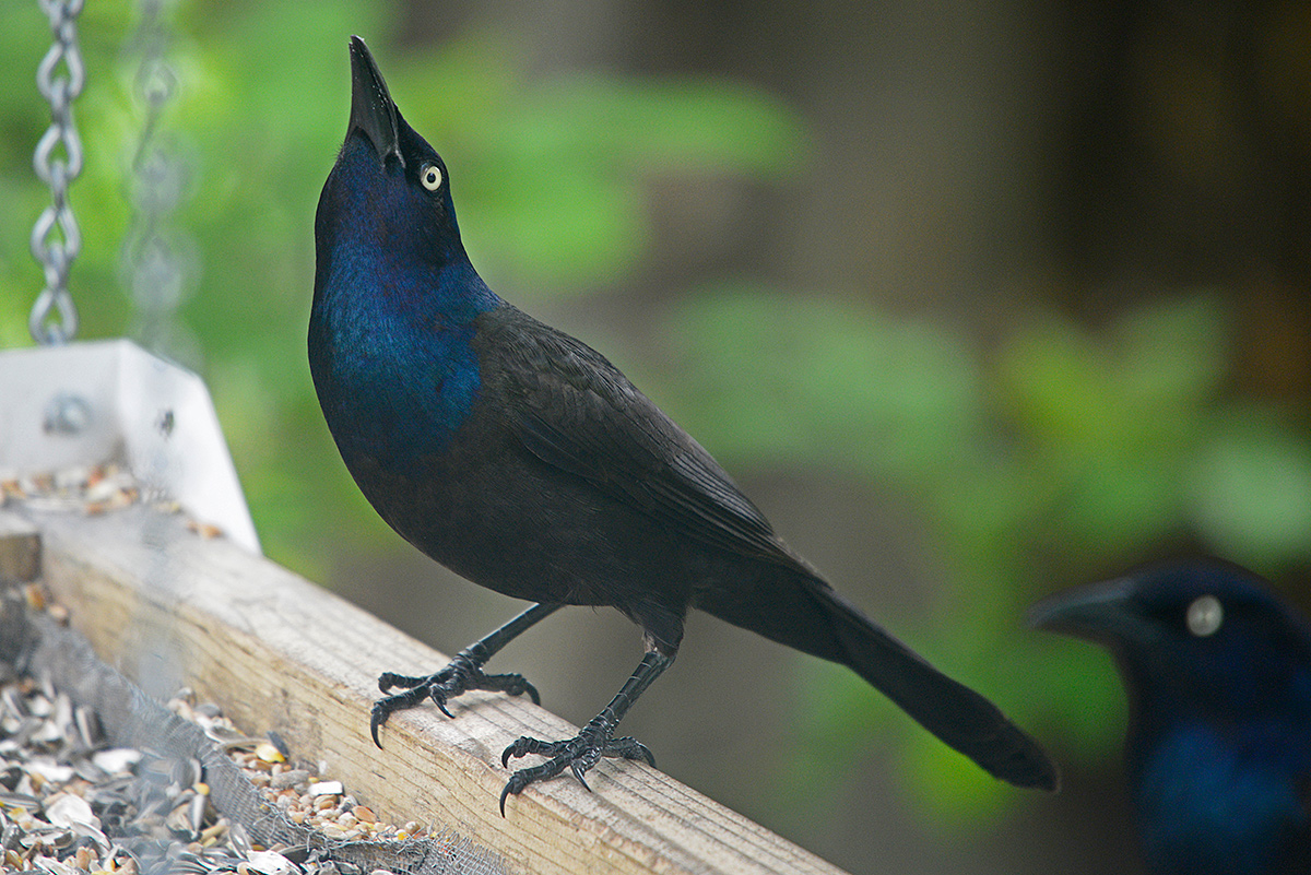 grackle 81148.jpg