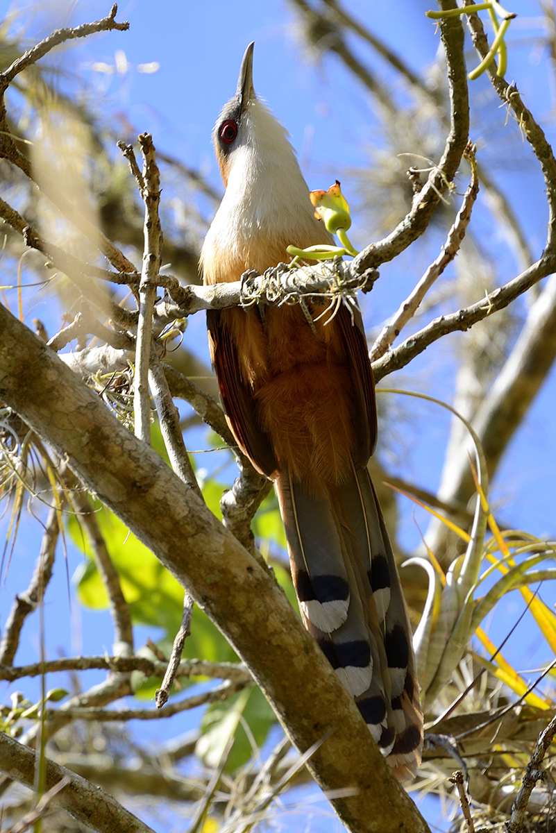 great lizard-cuckoo 61358.jpg