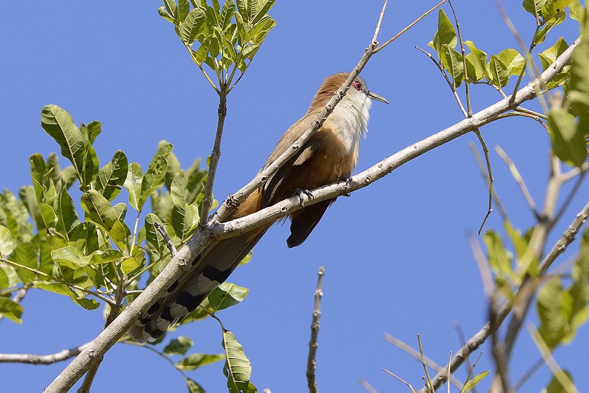 great-lizard-cuckoo-61367.jpg